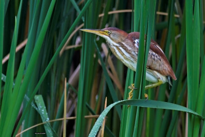 Oiseaux de marais & échassiers