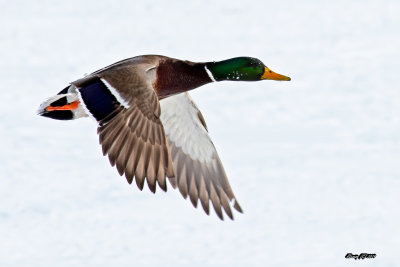 Canard colvert mle .jpg