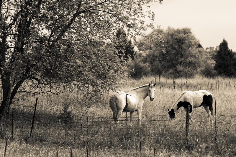 Farm Animals, gallery