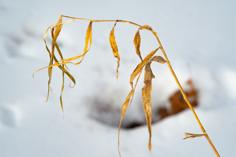 Dried Grass Against the Snow