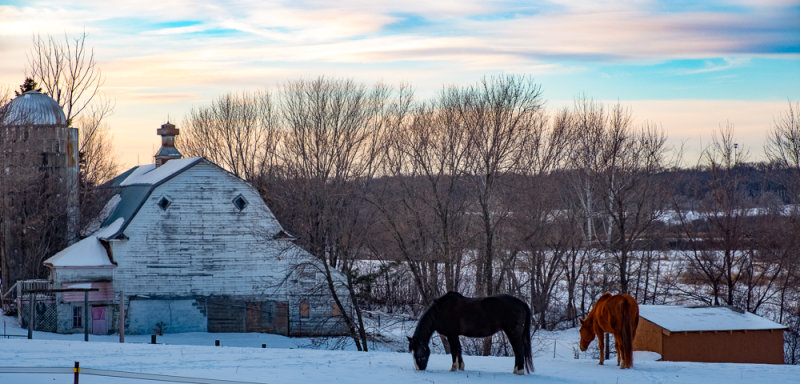 Horses in the Late Afternoon Twilight