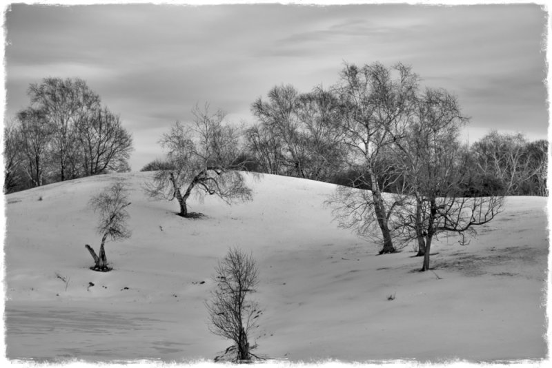 Naked Trees on a Snowy Hill