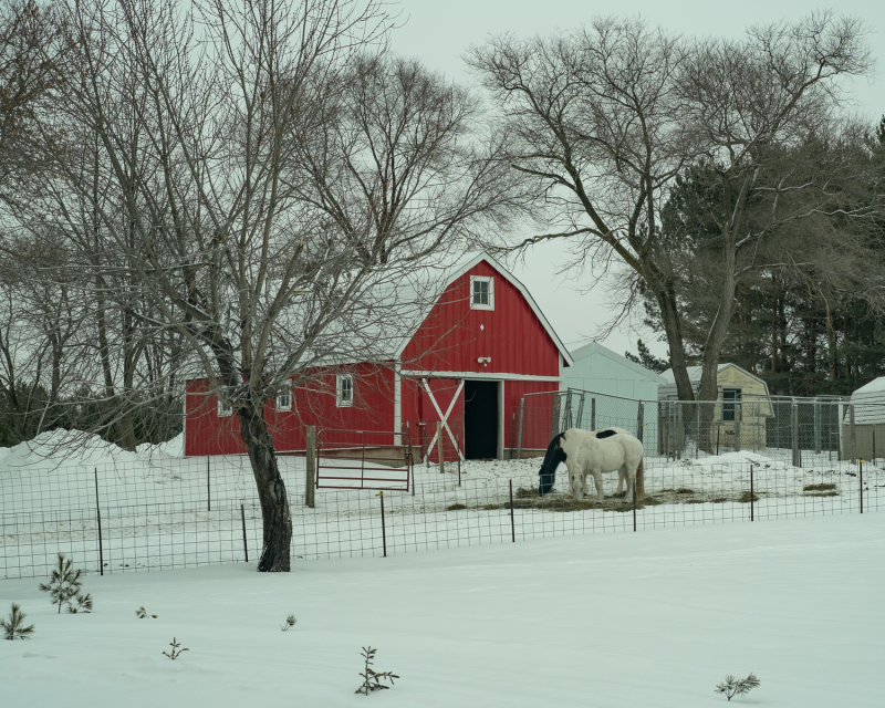 The Red Barn and Horses Caught My Eye