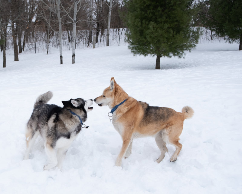 Dogs Playing in the Fresh Snow