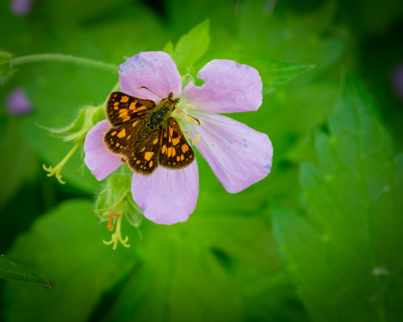 Another Skipper