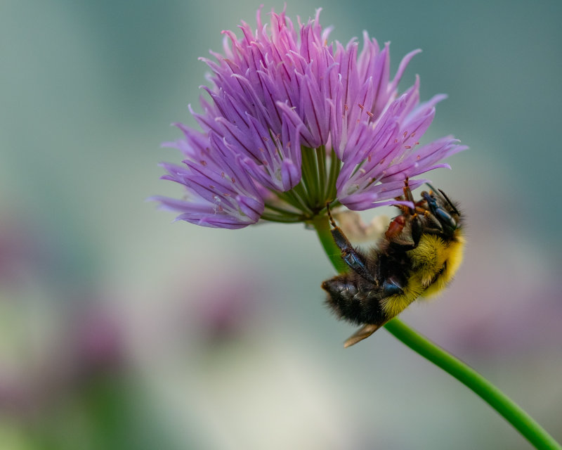 Bumble Bee on Chive Blossom