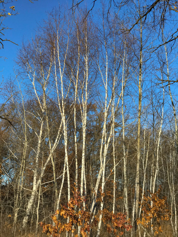 Birches In The Sun