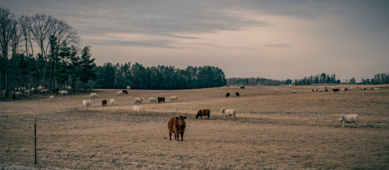 Cow Country