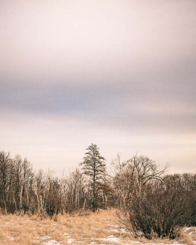 Late Autumn Bog