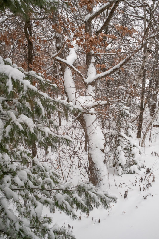 View Out The Back Porch Window