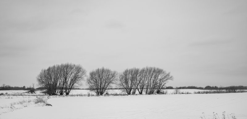January Windswept Fields