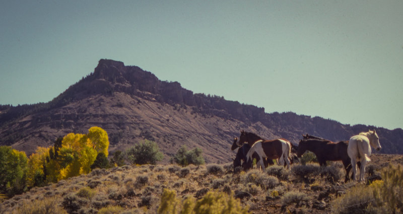 Montana Scene