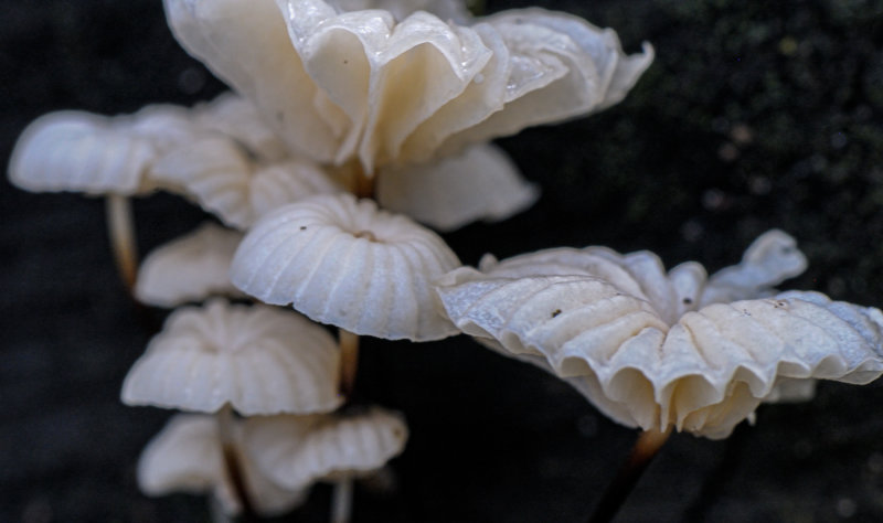 Ghostly Fungi