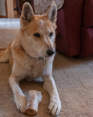 Bone