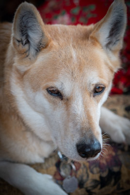 This Months Dog Portrait