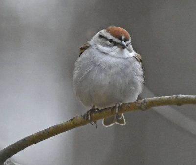 Chipping Sparrow