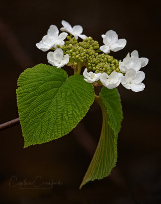 Hobblebush