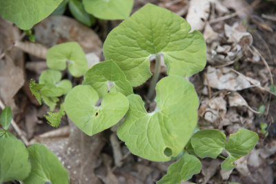 Wild Ginger leaves