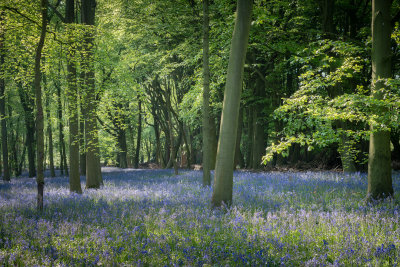 Chiltern Landscapes