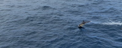 Dolphin on Wineglass Bay Tour