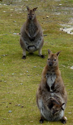 Patriachs Conservation Reserve, Flinders Island