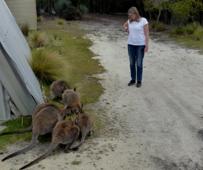 Patriachs Conservation Reserve, Flinders Island