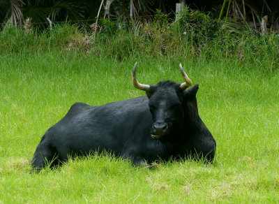 A local, Lord Howe Island, NSW