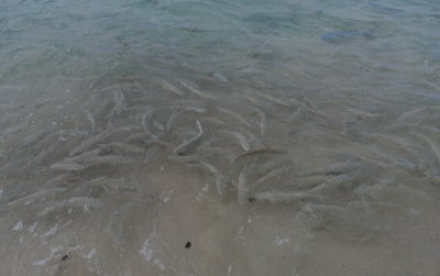 Fish at Neds Beach, Lord Howe Island, NSW