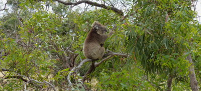 Mikkira Station, Lower Eyre Peninsula