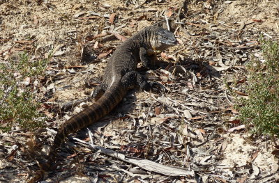 Monitor Lizard, Kangaroo Island