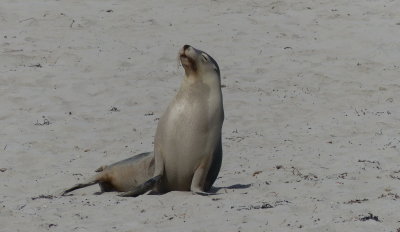 Australian Seal Lion, Seal Bay, Kangaroo Island