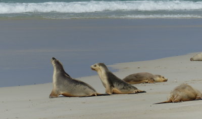 Australian Seal Lion, Seal Bay, Kangaroo Island
