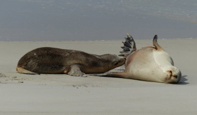 Australian Seal Lion, Seal Bay, Kangaroo Island