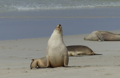 Australian Seal Lion, Seal Bay, Kangaroo Island