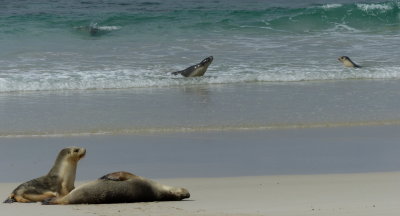 Australian Seal Lion, Seal Bay, Kangaroo Island