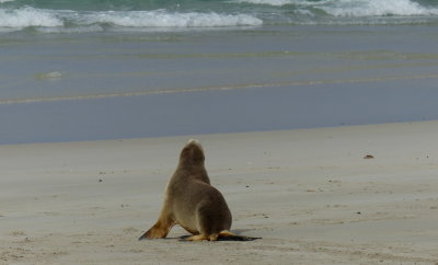 Australian Seal Lion, Seal Bay, Kangaroo Island