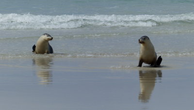 Australian Seal Lion, Seal Bay, Kangaroo Island