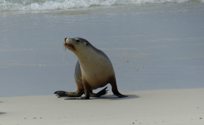 Australian Seal Lion, Seal Bay, Kangaroo Island
