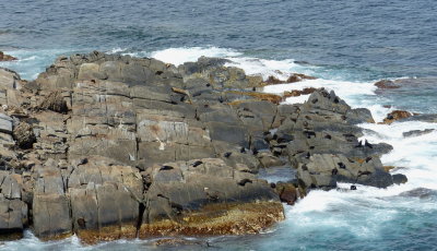 Fur Seals Admirals Arch