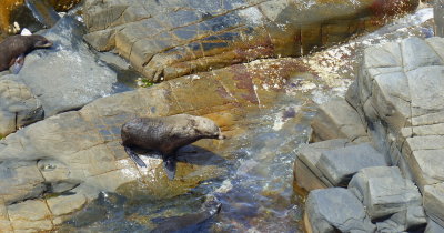 Fur Seals Admirals Arch
