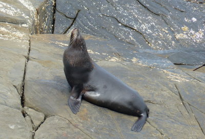 Fur Seal