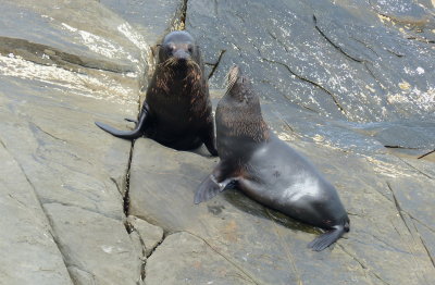 Fur Seals Admirals Arch