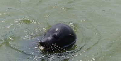 Seal, Goolwa, SA