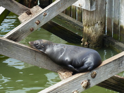 Seals at first Barrage on Murray River at Goolwa, SA