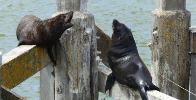 Seals at first Barrage on Murray River at Goolwa, SA