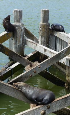 Seals at first Barrage on Murray River at Goolwa, SA