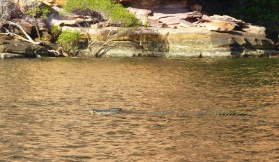 Salt Water Croc, King George River, Kimberleys, WA