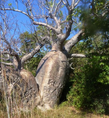 Boab Tree, Careening Bay.   1820 inscription of the cutter The Mermaid, that was beached at this location.  