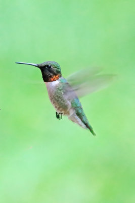 00hummingbird5754.jpg