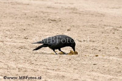 _MBF0954.jpg